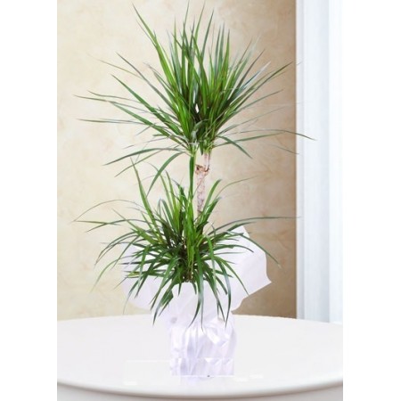 İkili Dracena Marginata